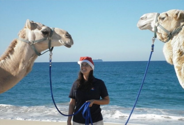 Camellos en la playa